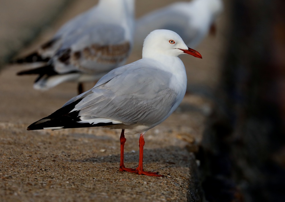 Silver Gull