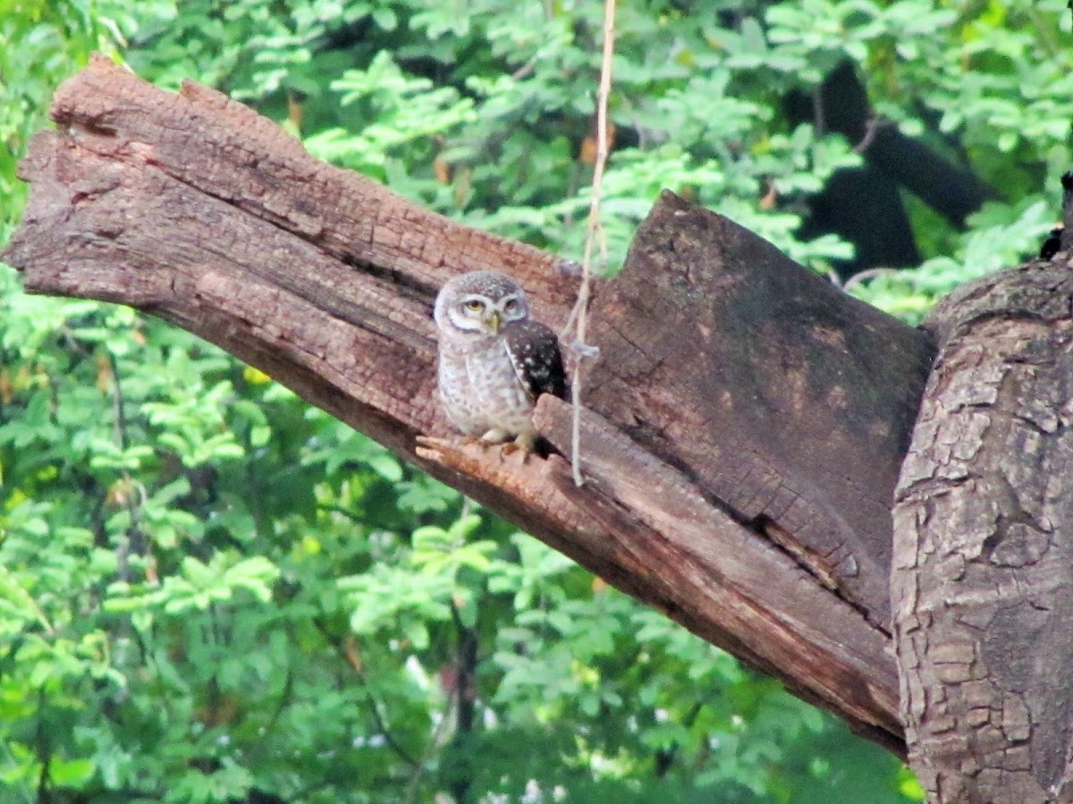 Spotted Owlet