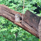 Spotted Owlet