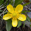 Sagebrush Buttercup