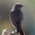 Black Redstart