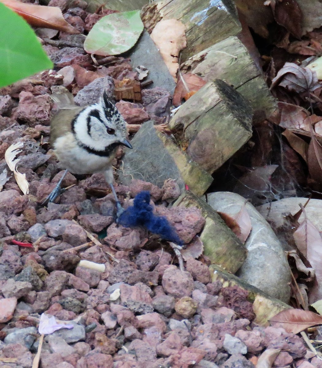 Crested Tit