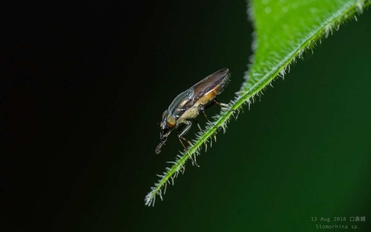 Stomorhina sp. 口鼻蠅