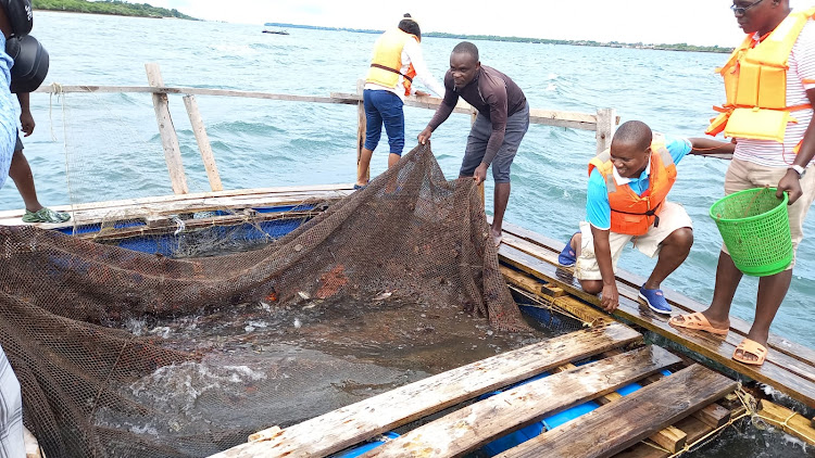 Local fishermen and KMFRI mariculture assistant director David Mirera inspect fish reared at Kijiweni fish cage in Shimoni, Kwale, on Friday, July 24, 2022.