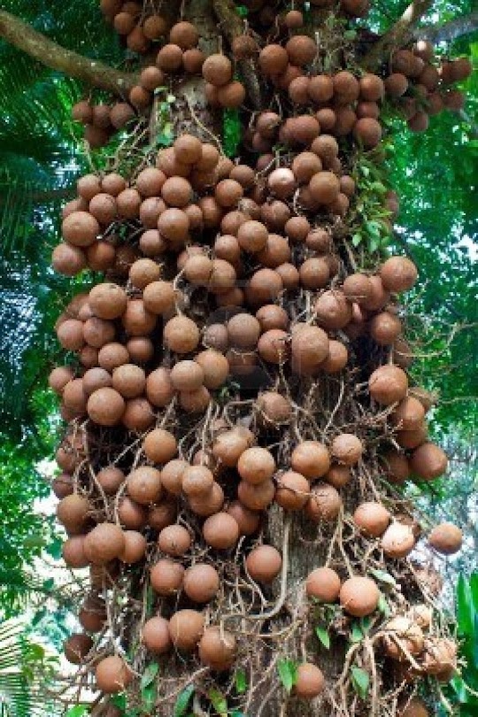 Abricó de macaco, a árvore com bola de canhão