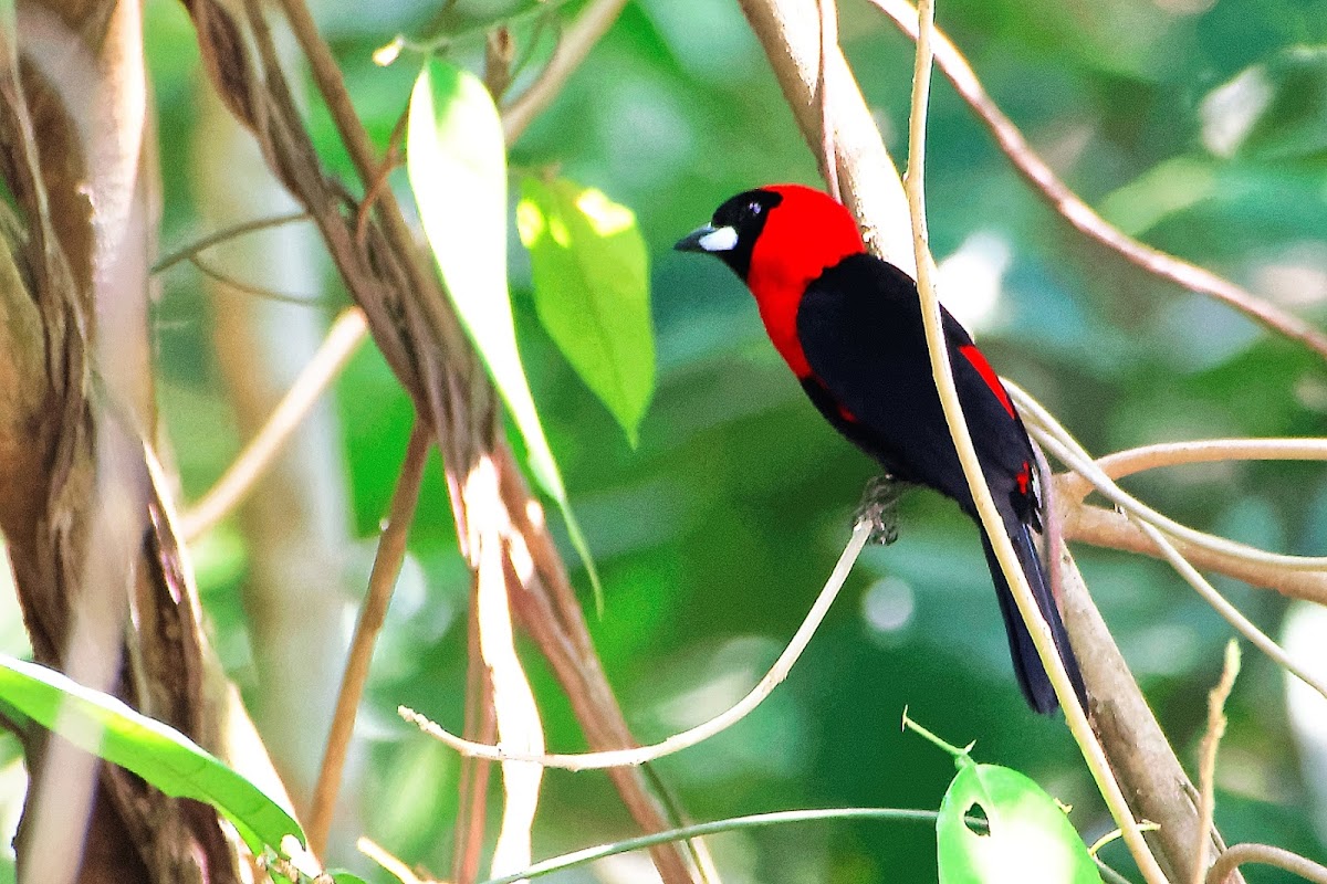 Pipira-de-máscara (Masked Crimson Tanager)