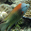 Slingjaw Wrasse