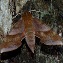 Azalea Sphinx