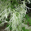 White Fringetree