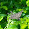 Butterfly Hesperiidae