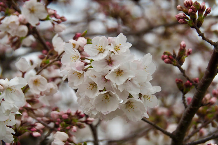 エッセのESSE NOVA・エッセノーヴァ・似非NUOVA・マフラーにこびり付いたコンビニ袋・桜パトロールに関するカスタム事例の投稿画像13枚目