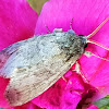 Double-lined prominent moth