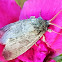 Double-lined prominent moth