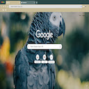 Gray Parrot- themeforchrome Chrome extension download