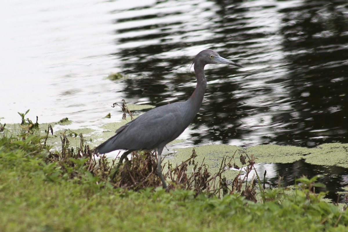 Little Blue Heron