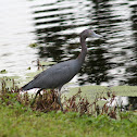 Little Blue Heron