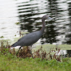 Little Blue Heron