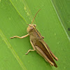 Mischievous Bird Grasshopper