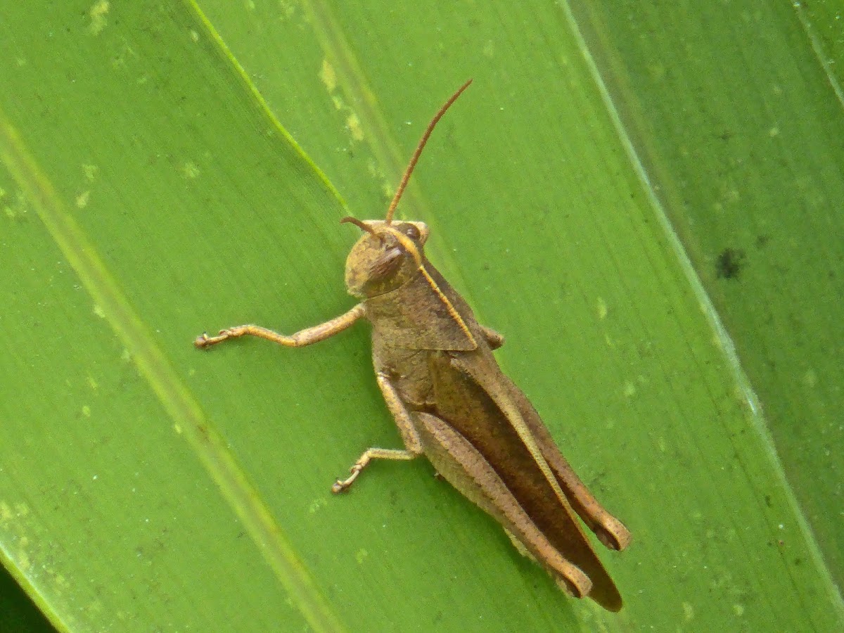 Mischievous Bird Grasshopper