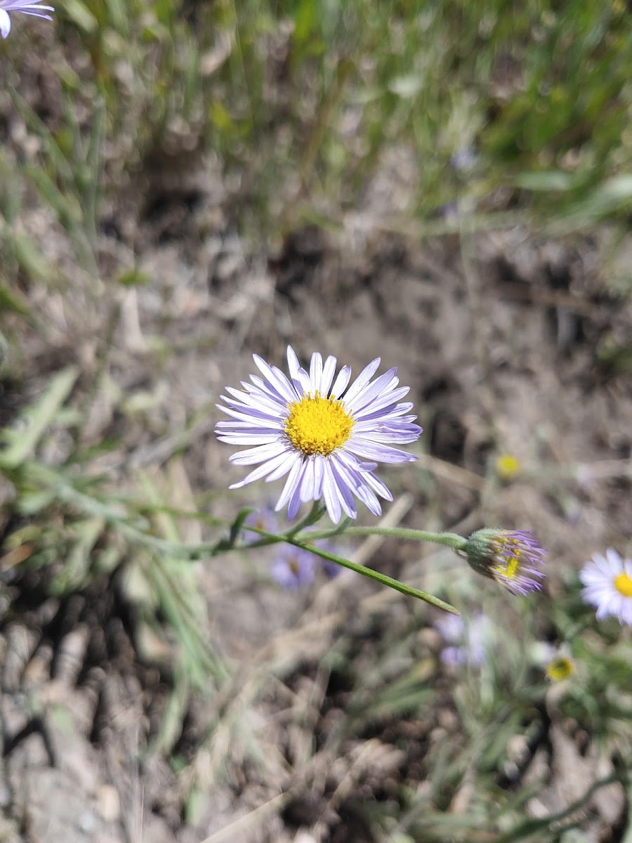 Daisy Fleabane