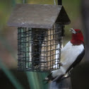 Red Headed Woodpecker