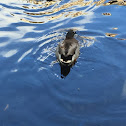 Mallard Duck