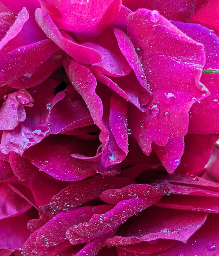 A macro shot from the Google Pixel 8 of a flower. The minute details of the texture and depth are captured by Google Pixel 8.