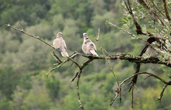 Ulivo con tortore di commodoro