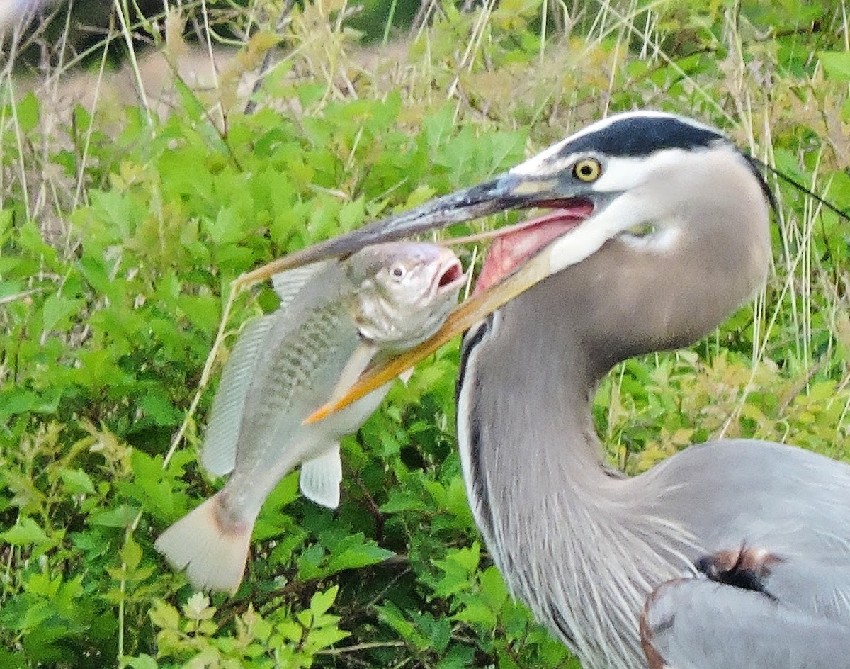 Atlantic Croaker