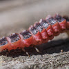 Lightning Bug Larva