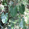 Elephant Ear