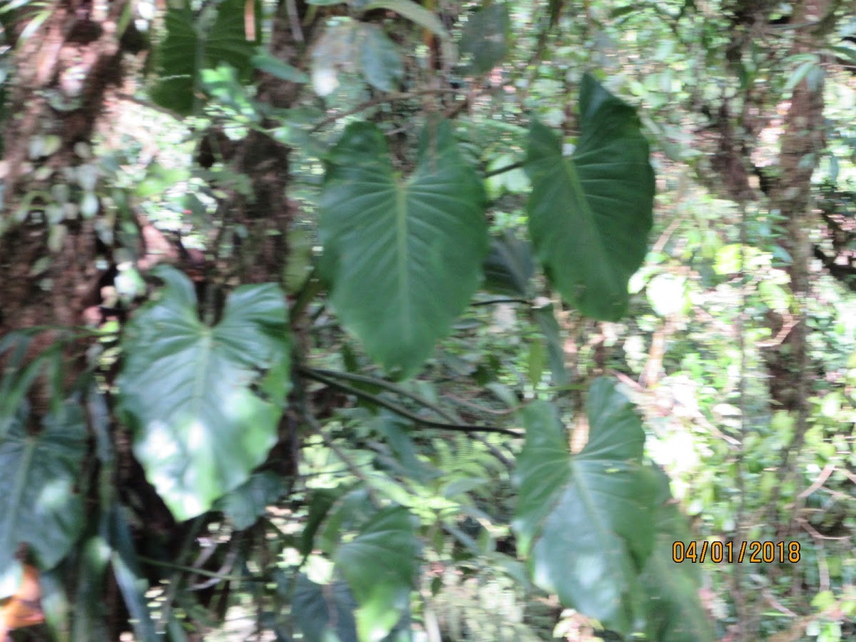 Elephant Ear