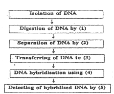 DNA Fingerprinting