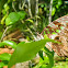 Tailed jay, Green-spotted triangle