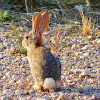 Desert Cottontail