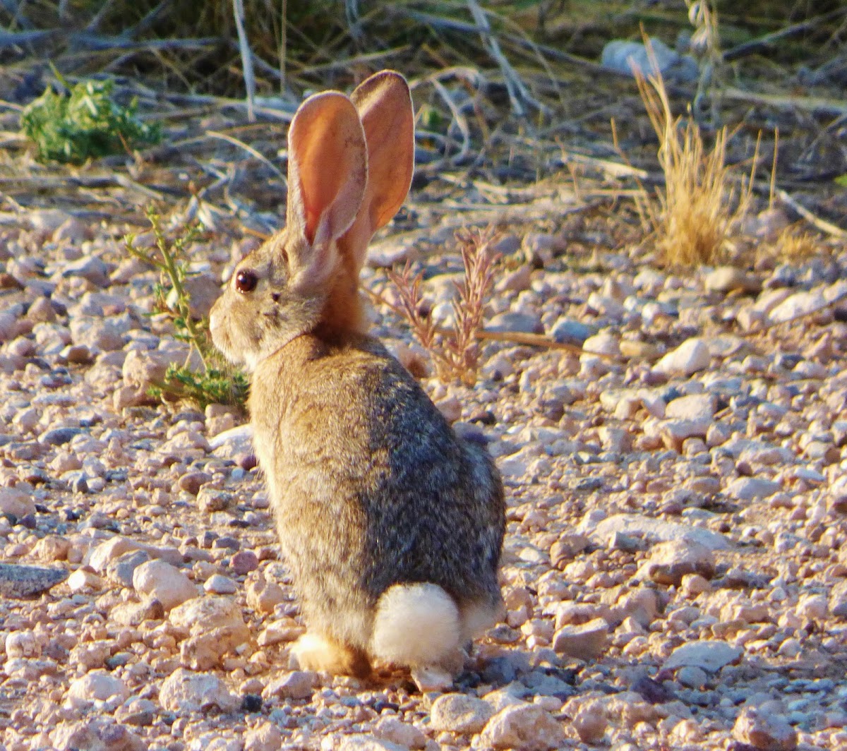 Desert Cottontail