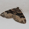 Toothed Brown Carpet Moth