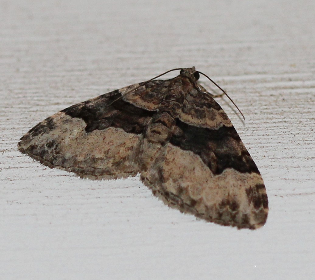 Toothed Brown Carpet Moth