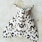 Lymantriid moth