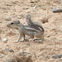 Harris's Antelope Squirrel