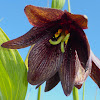 Chocolate Lily