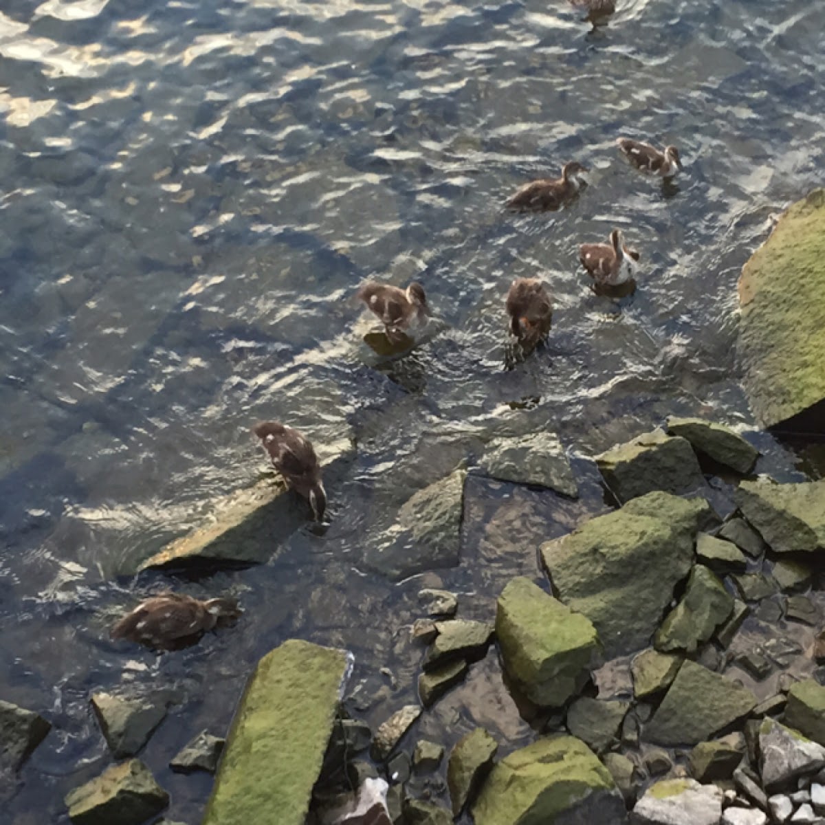 Mallard Ducklings