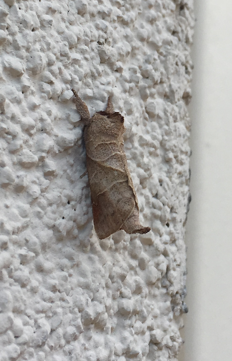 Angle-lined Prominent Moth