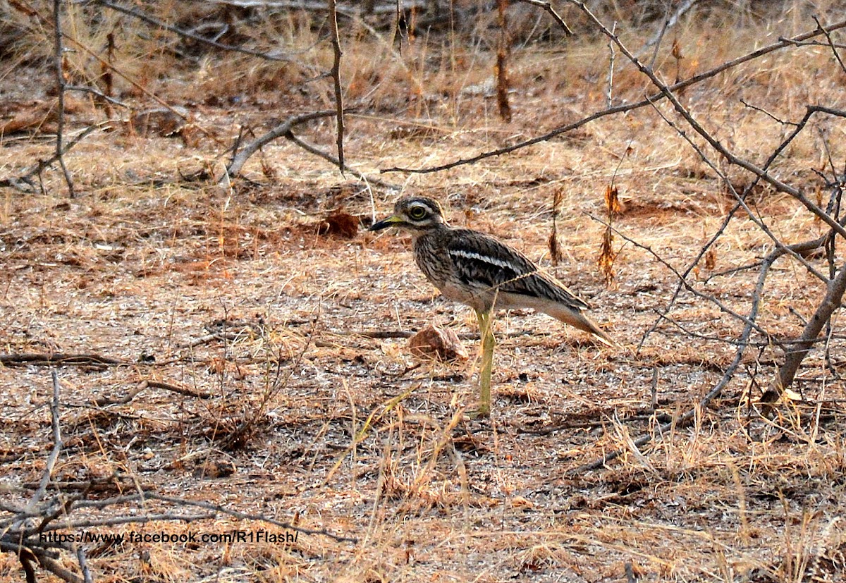 Indian stone-curlew