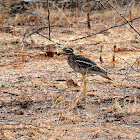 Indian stone-curlew