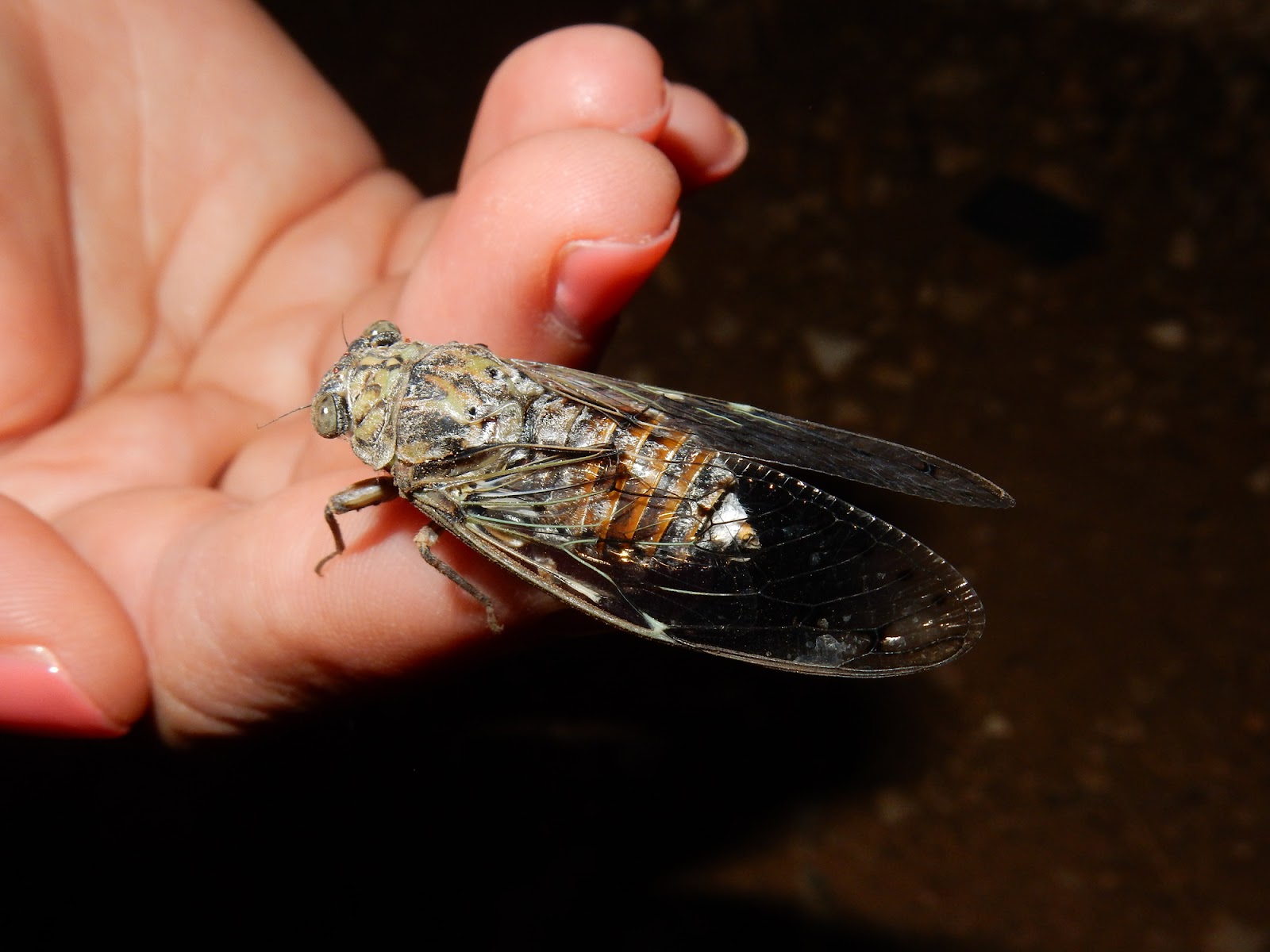 Cicada, insects, Monteverde, Costa Rica