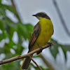 Social Flycatcher