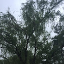 Weeping Willow