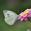 Pieris brassicae