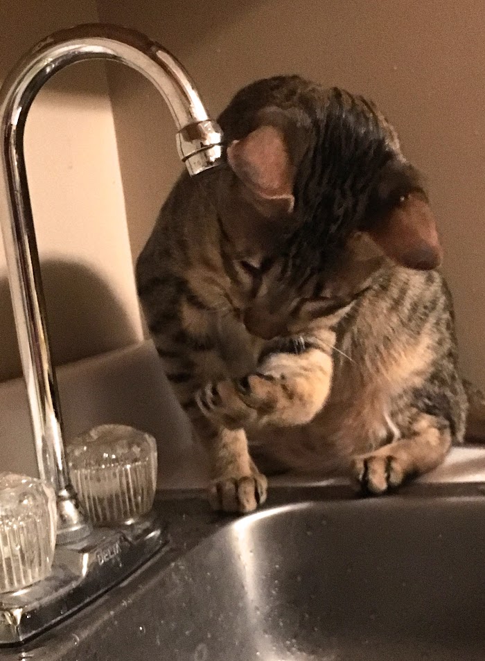 Odin playing with water